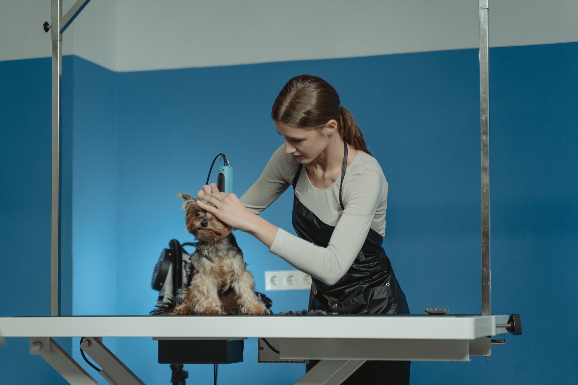 A mobile dog groomer carefully grooms a calm dog at a customer's home as part of a new launch.