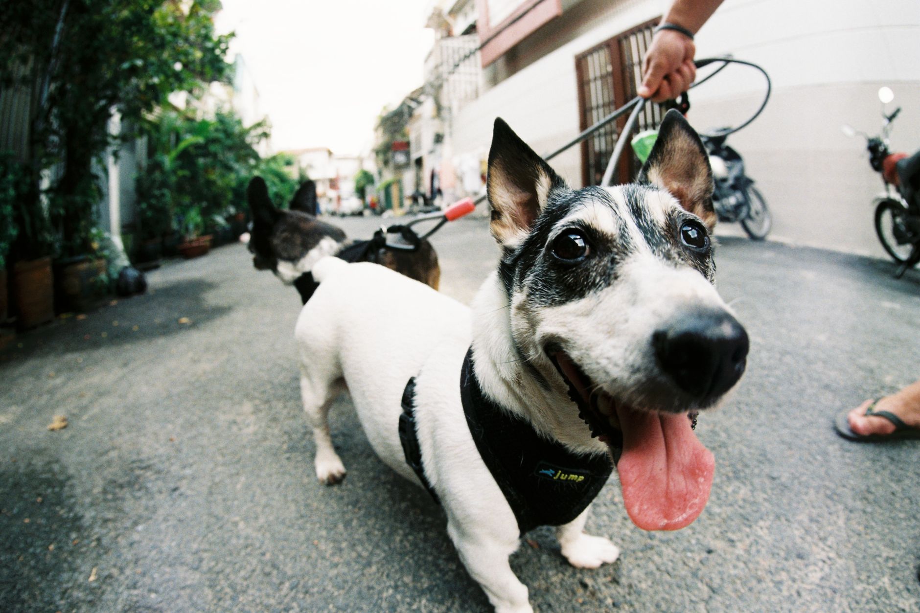 A happy dog walking on a lead along a pavement beside its walker