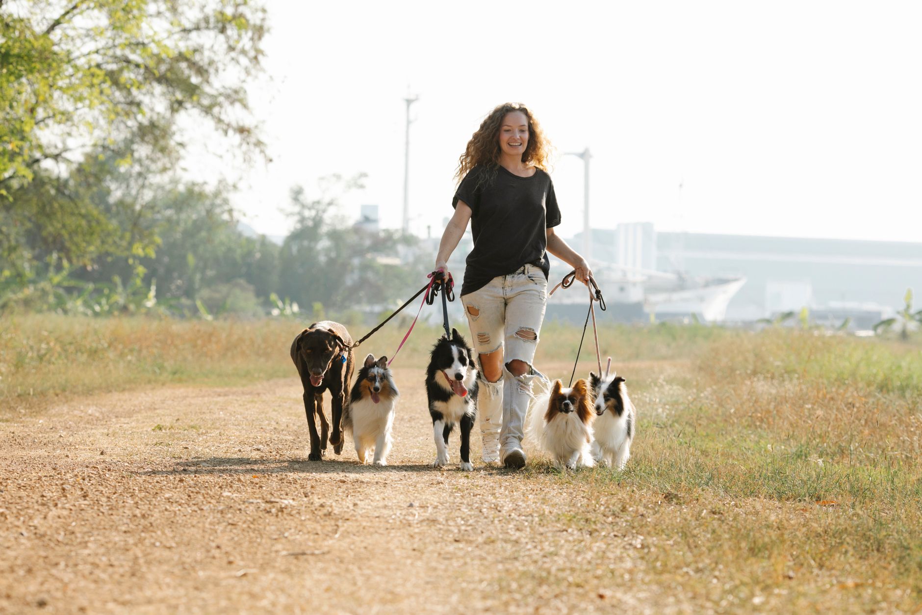 A dog walker crouching to fuss a happy dog on a walk, keeping dogs and owners happy