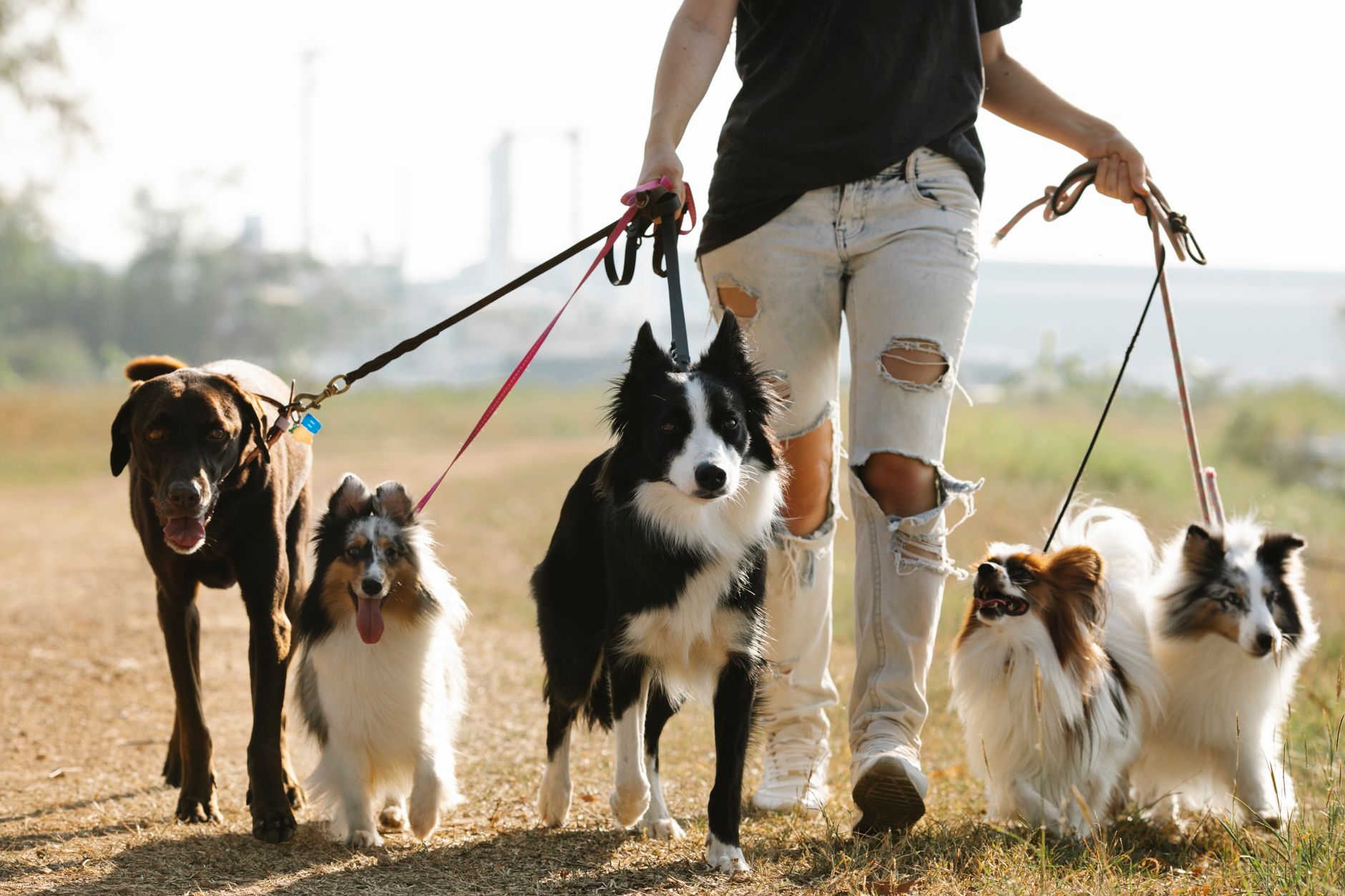 A dog walker leading several dogs together along a path, building a regular round