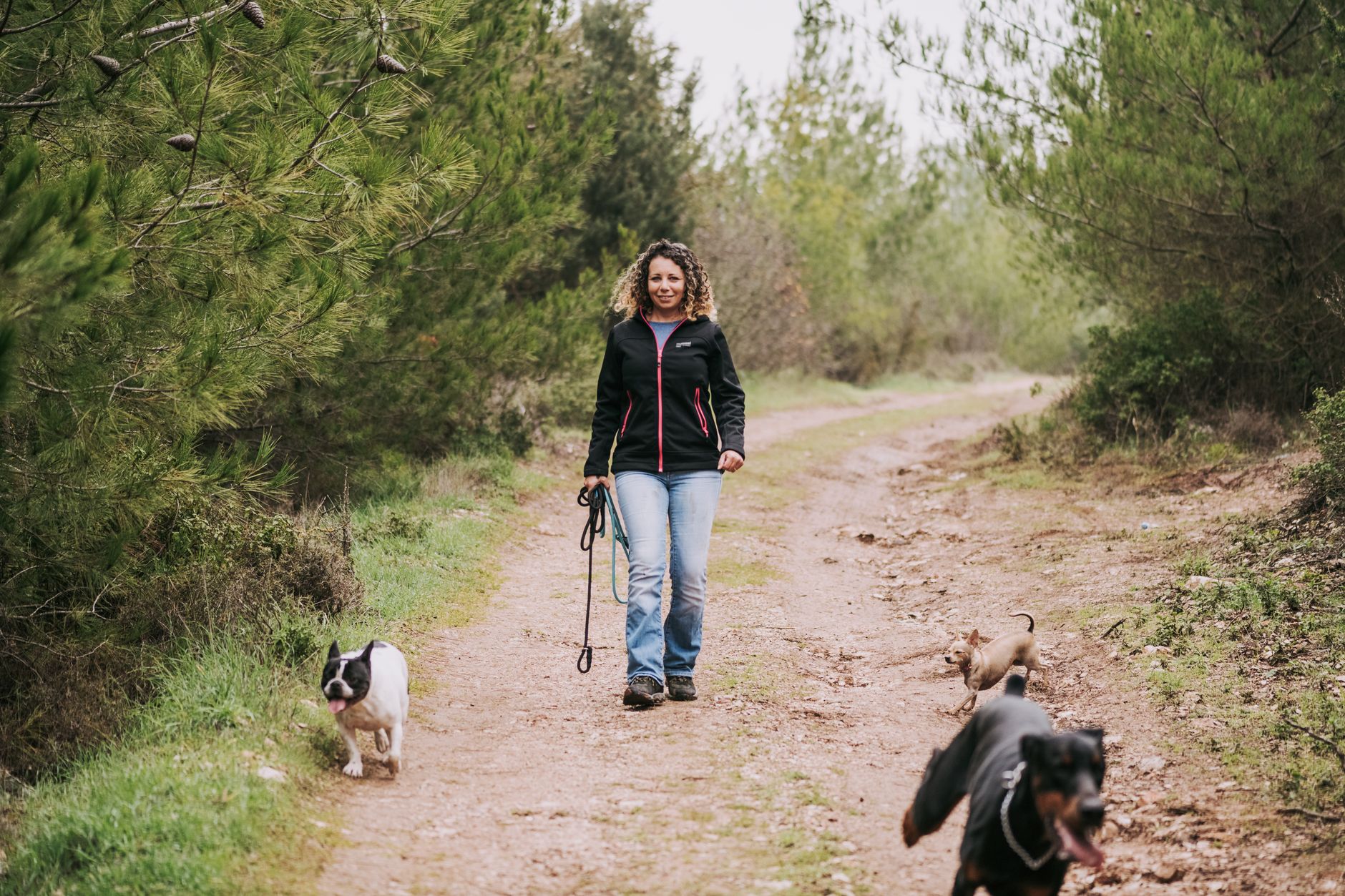 A dog walker holding several dogs on leads on a path through a park on a bright morning