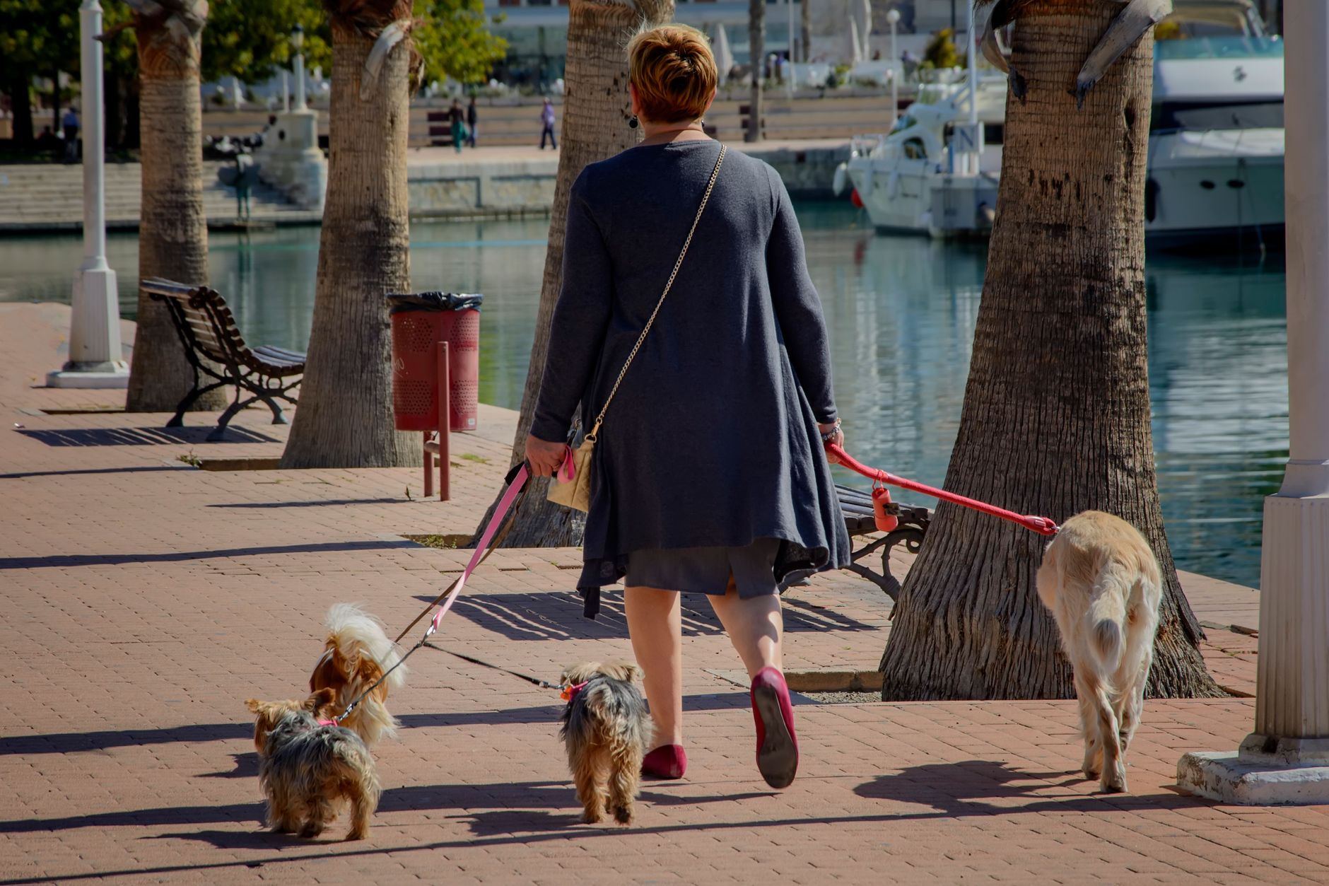 A dog owner and their freshly groomed dog on the high street