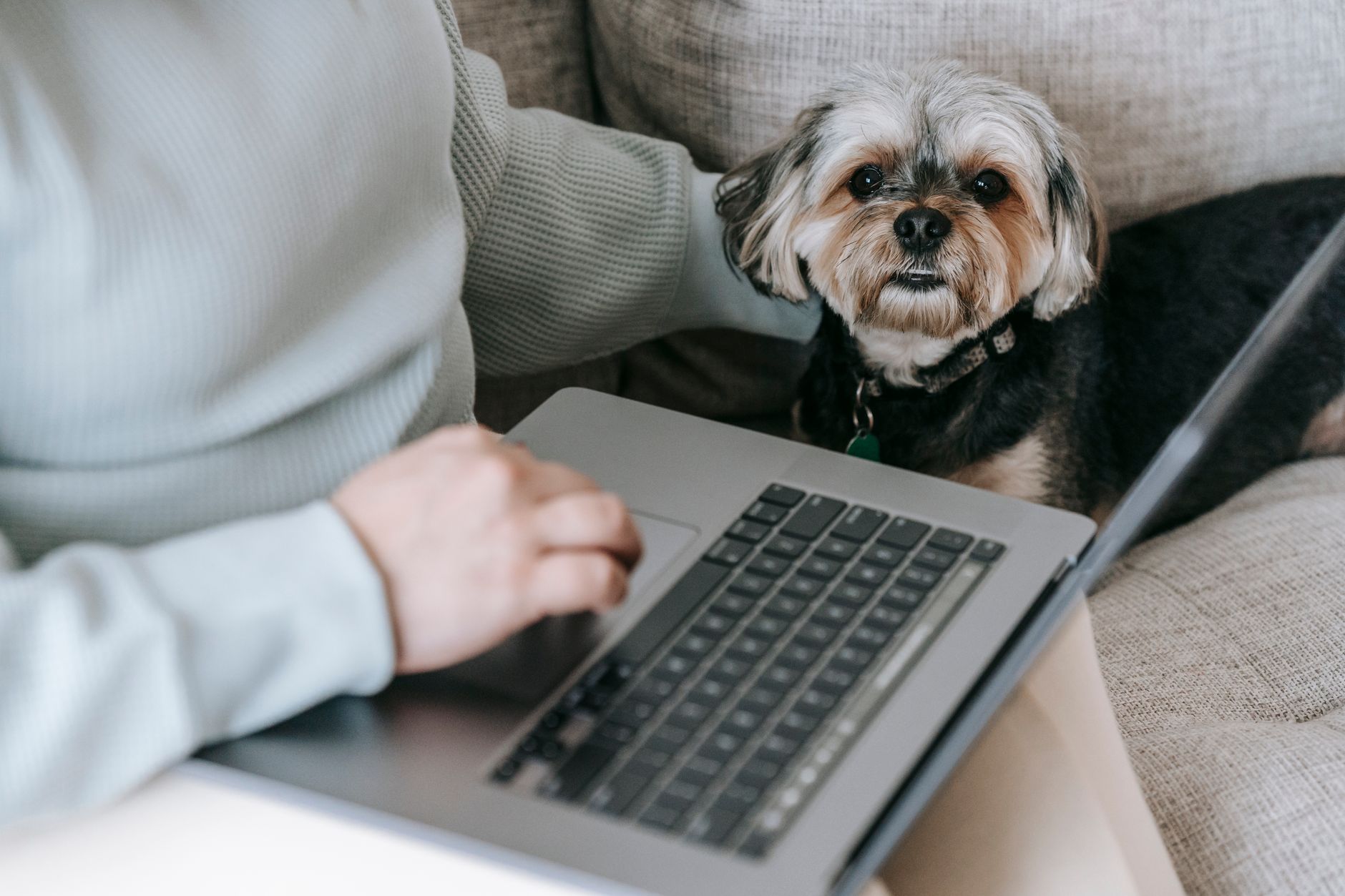 A groomer photographing a finished dog for her business profile