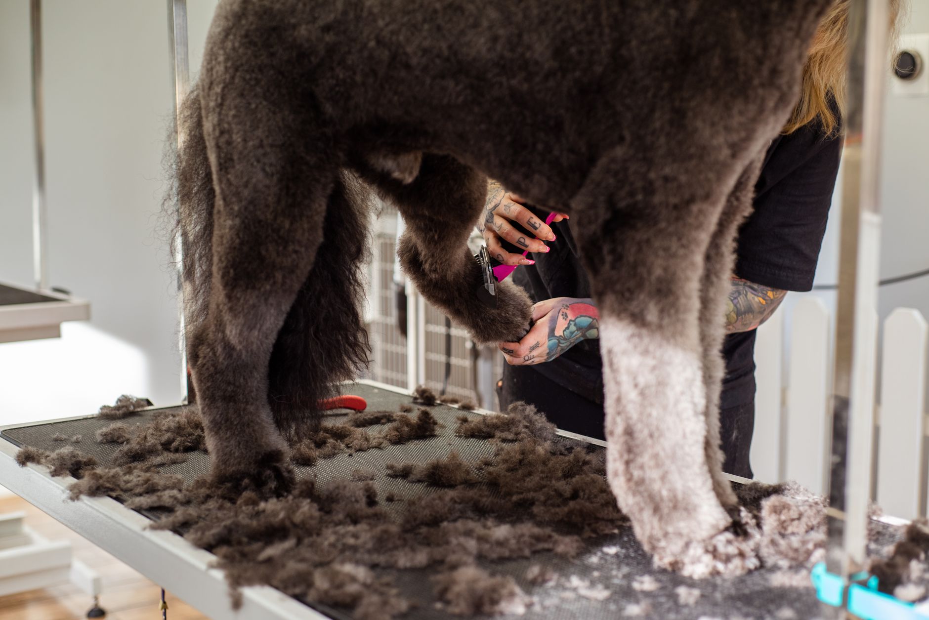 A groomer proudly presenting a freshly trimmed poodle