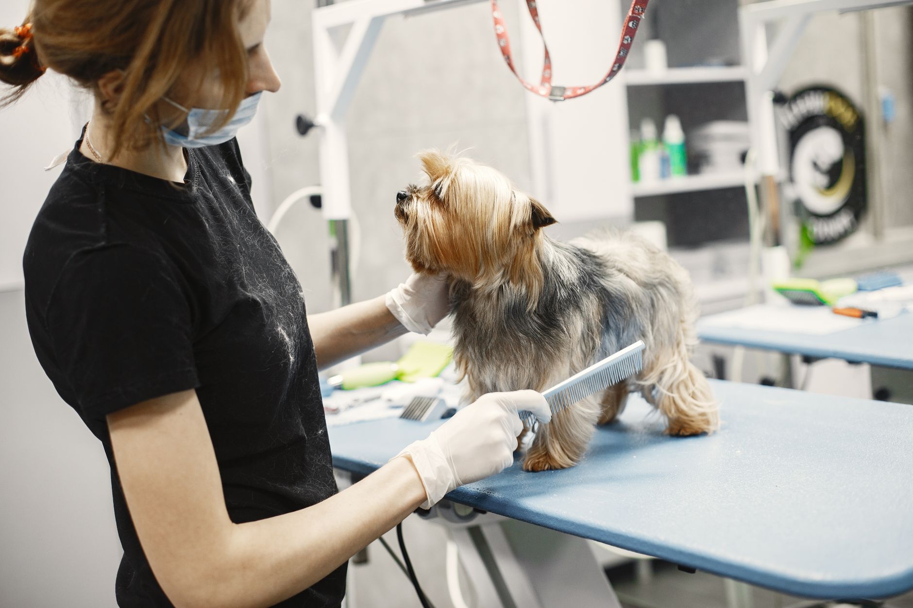 A groomer reviewing a quieter week in her appointment book