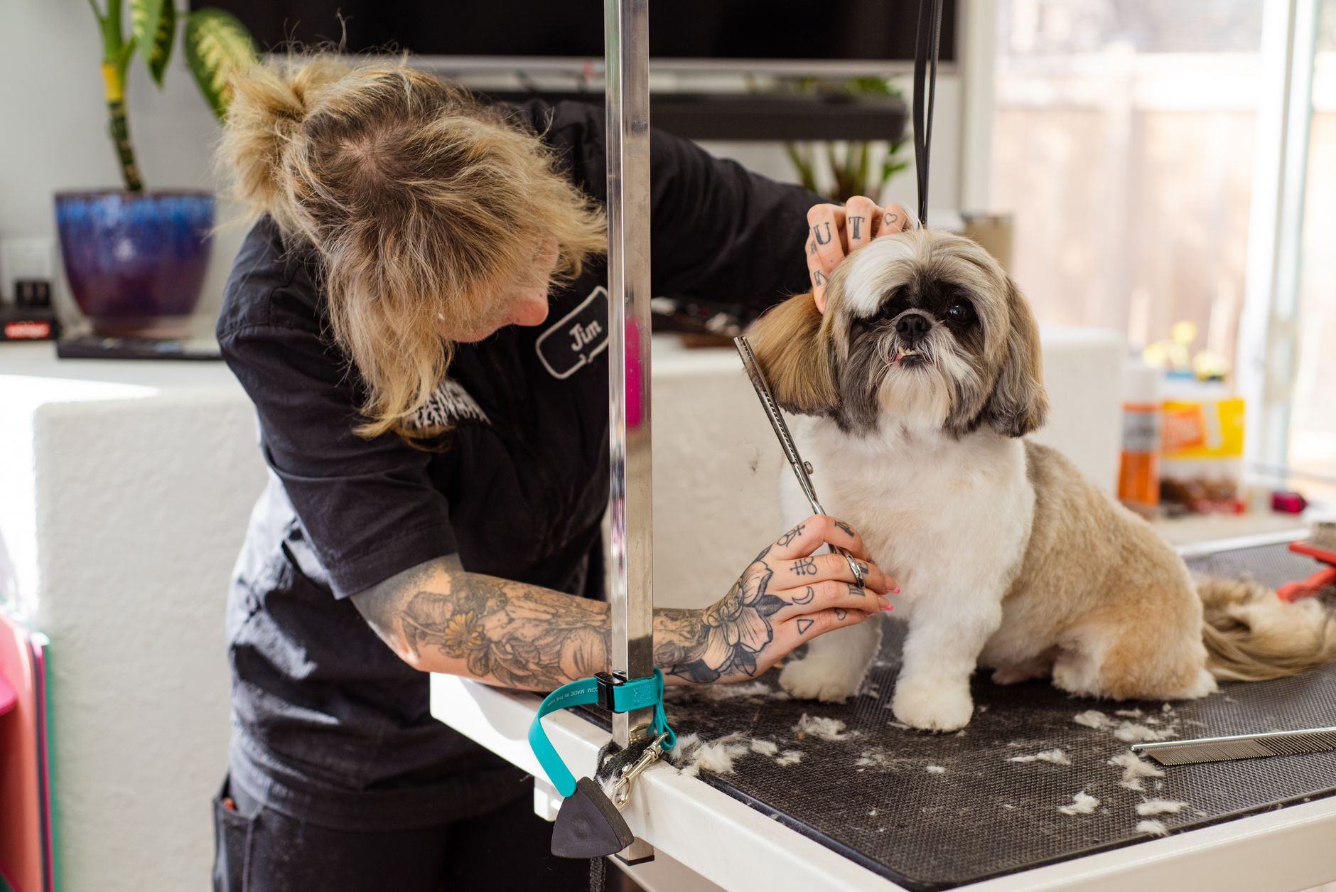 A dog groomer working carefully on a client's dog in her salon