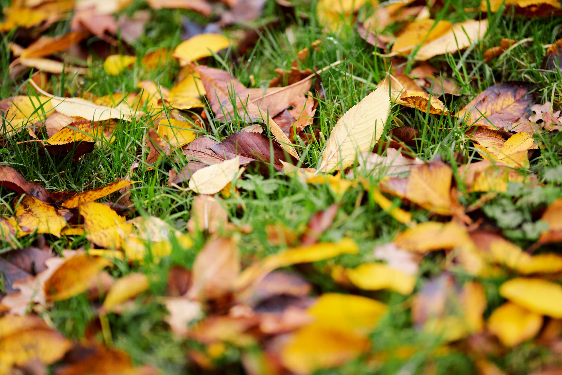 An overgrown garden awaiting attention as the season turns