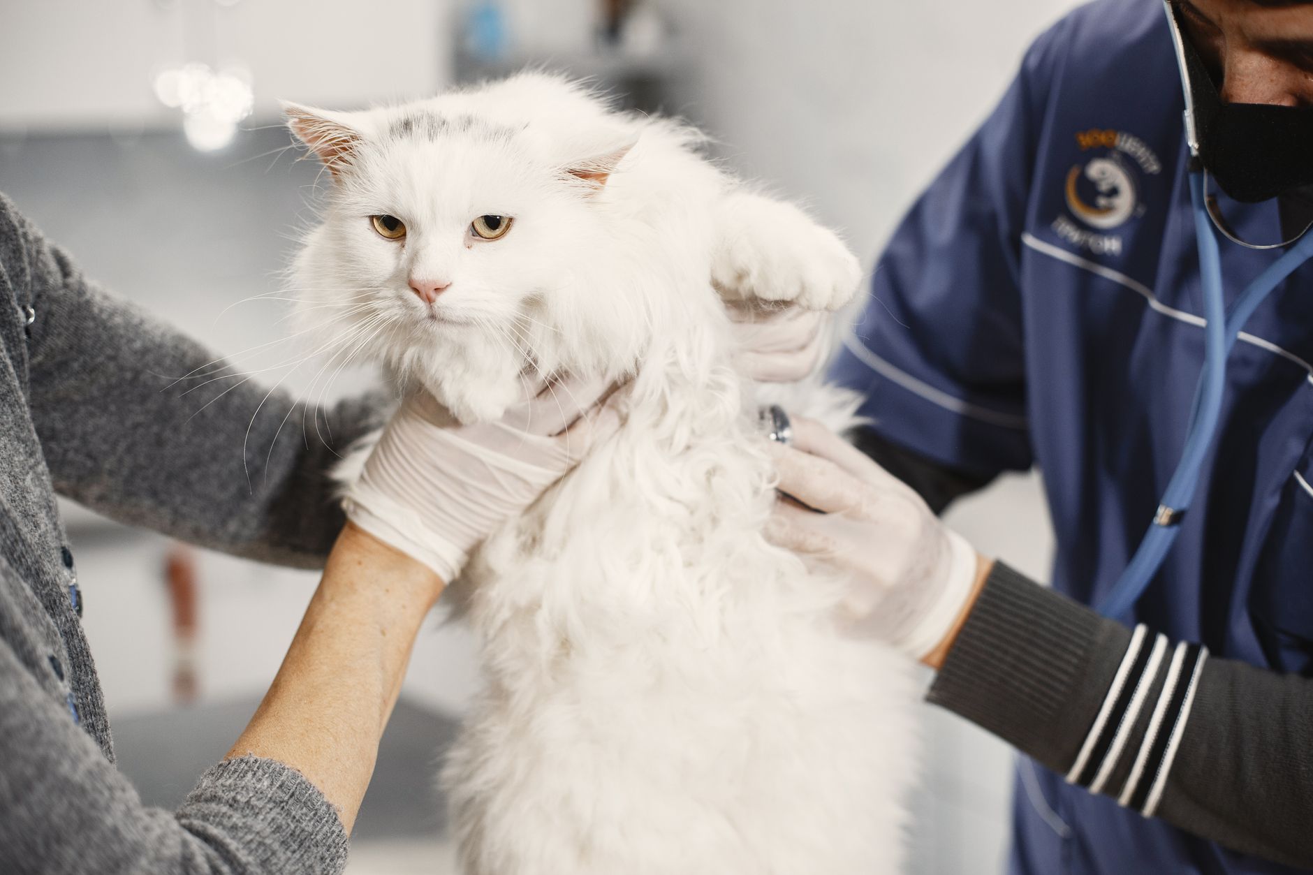 A vet examining a cat while the owner looks on with concern
