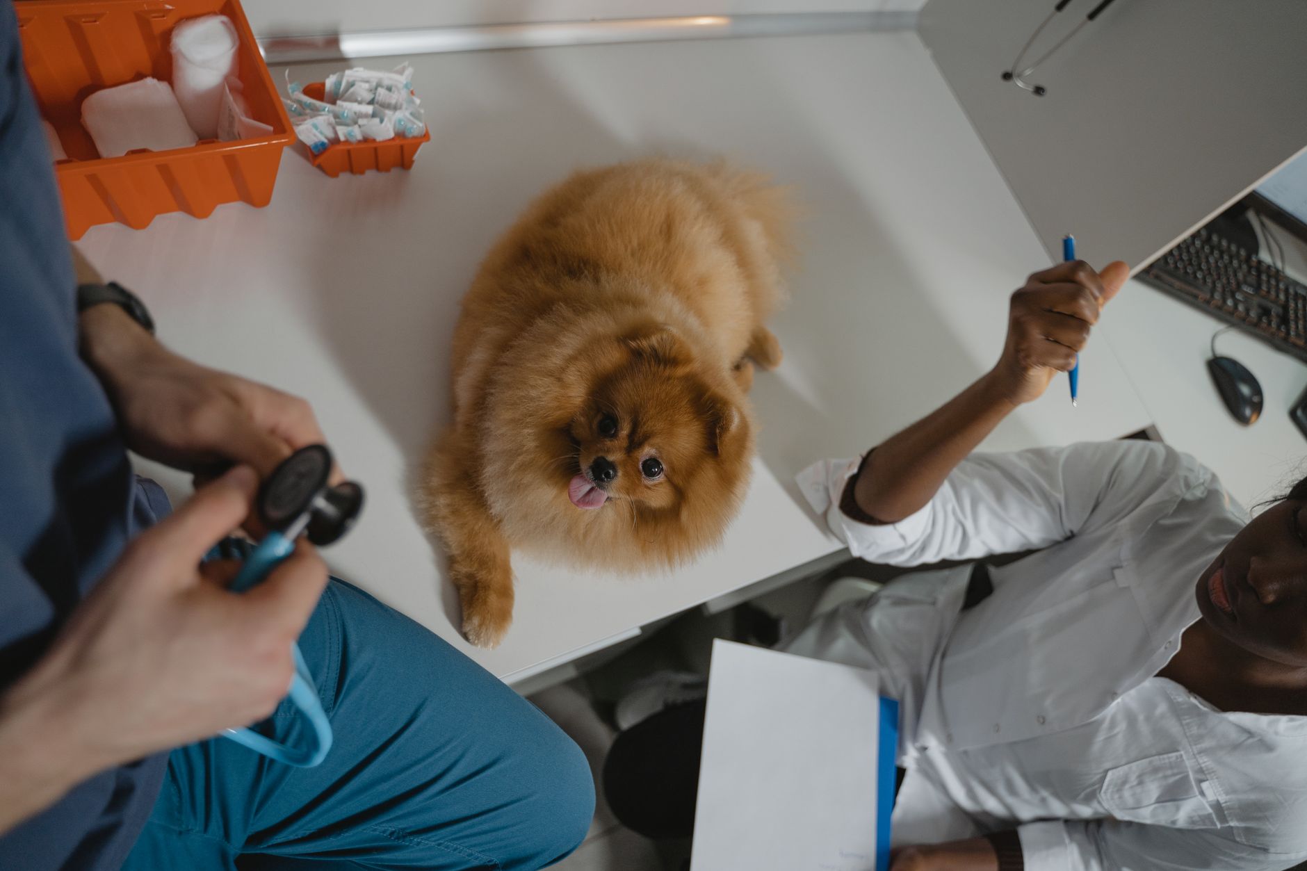 A vet explaining a diagnosis clearly to a concerned owner