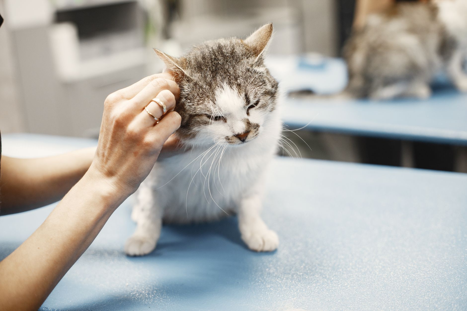 A vet giving patient, gentle care to an elderly cat