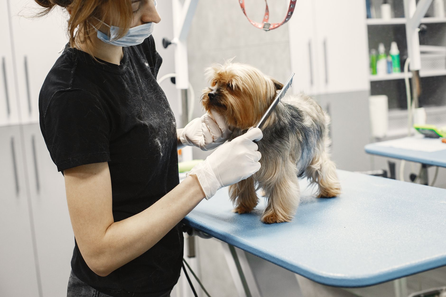 A mobile dog groomer arriving for a booking