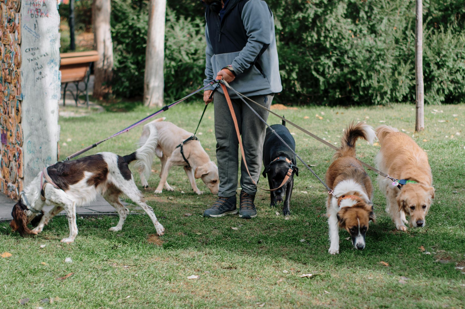 A dog walker holding several dogs on leads in a park on a bright morning